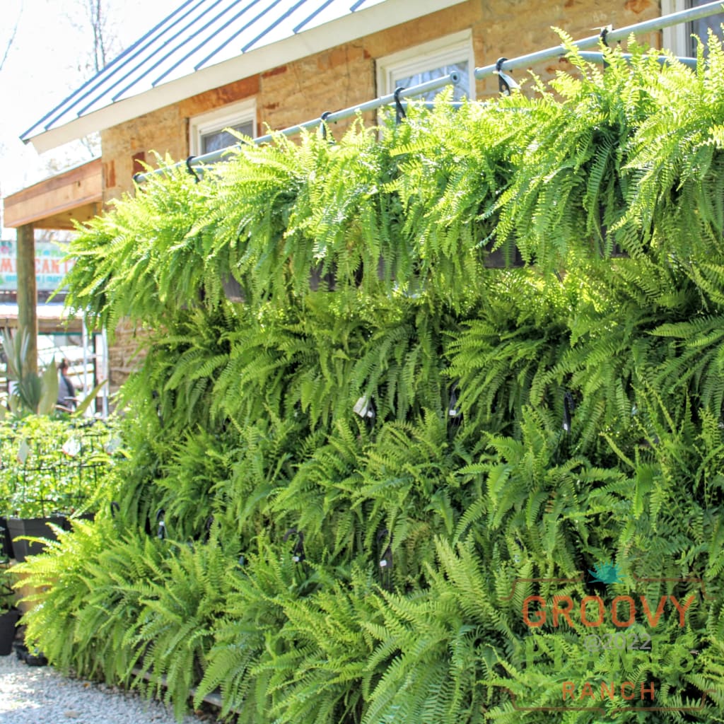 Boston Fern Hanging Basket