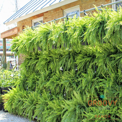 Boston Fern Hanging Basket