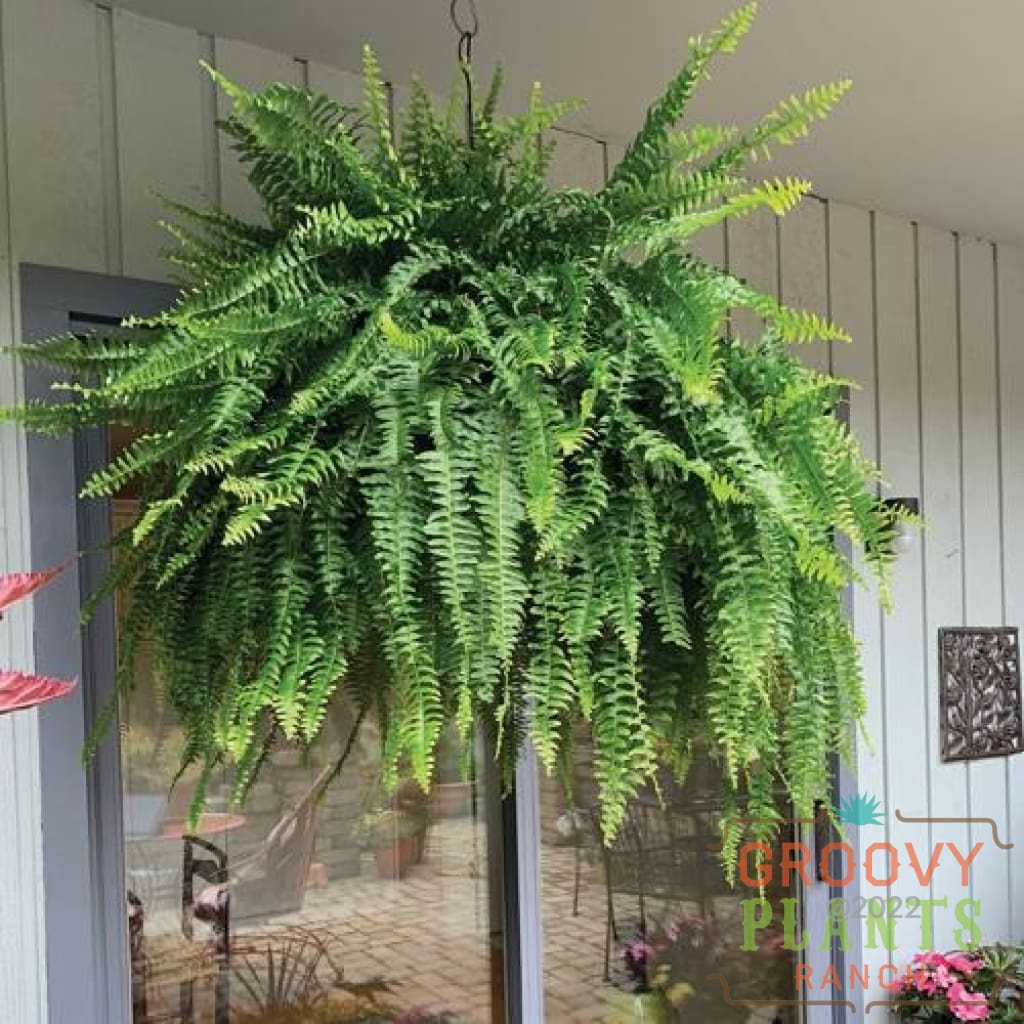 Boston Fern Hanging Basket