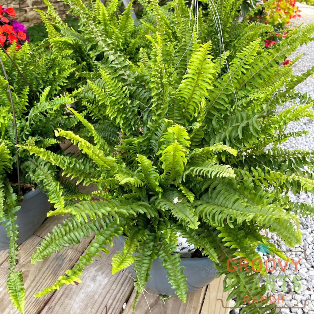 Boston Fern Hanging Basket