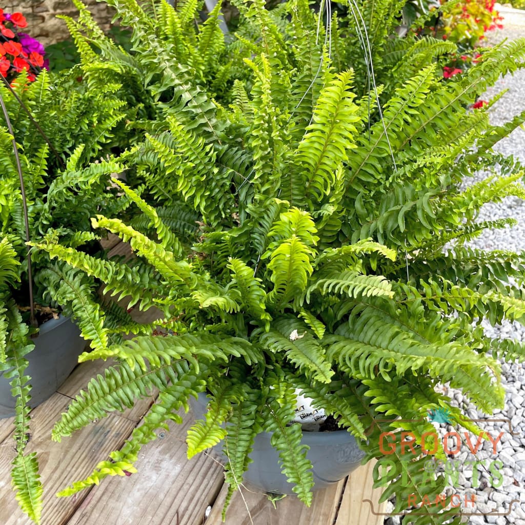 Boston Fern Hanging Basket Duo